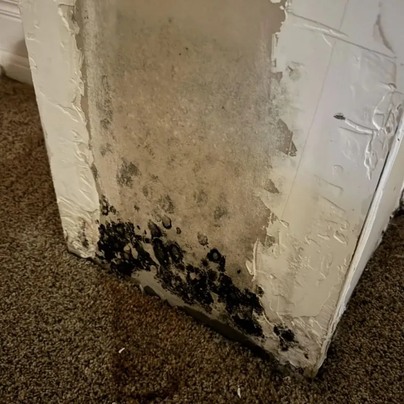 Professional Mold Removal in Johnson, VT